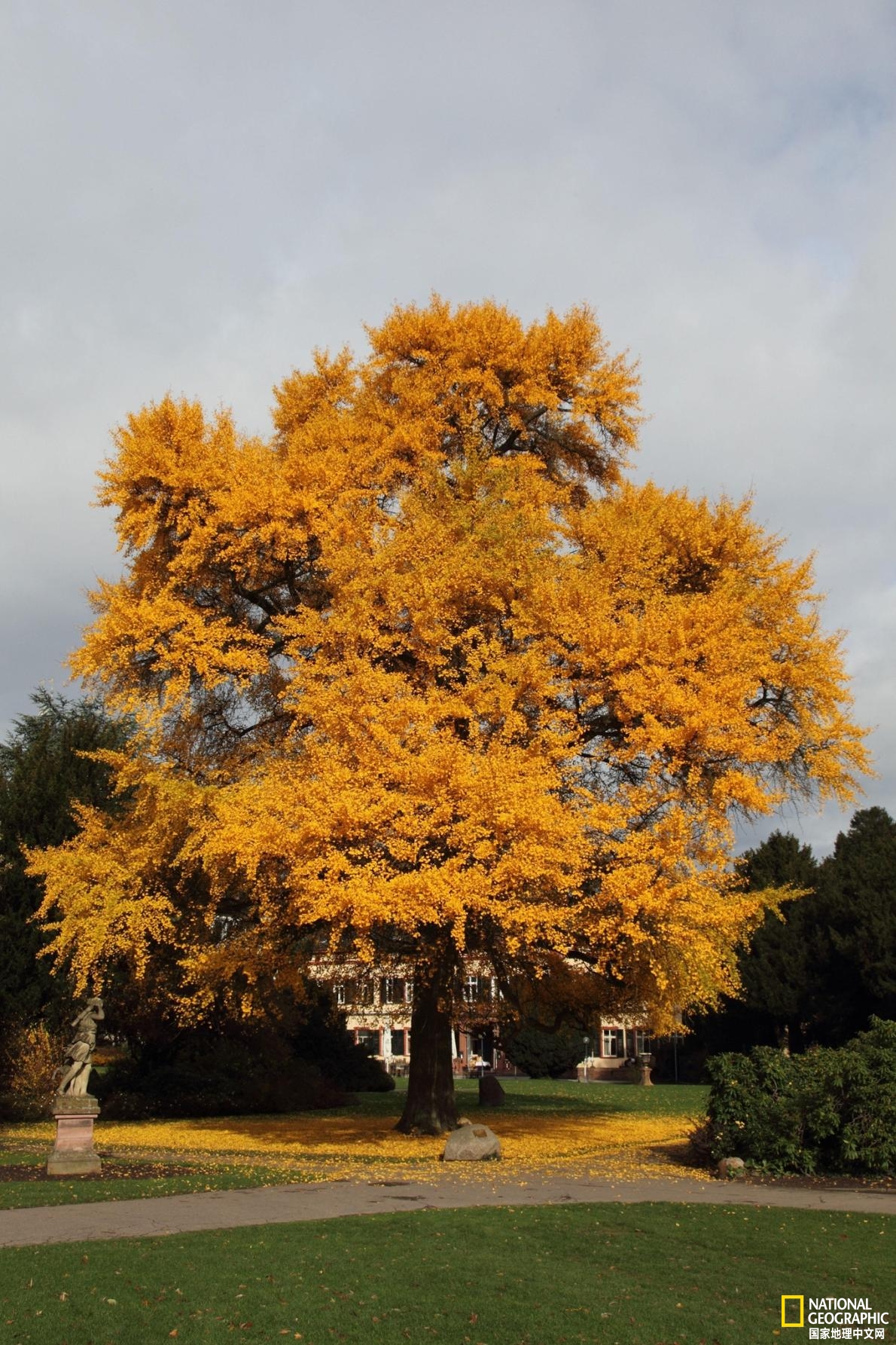 幾近滅絕的銀杏為何能延續至今？