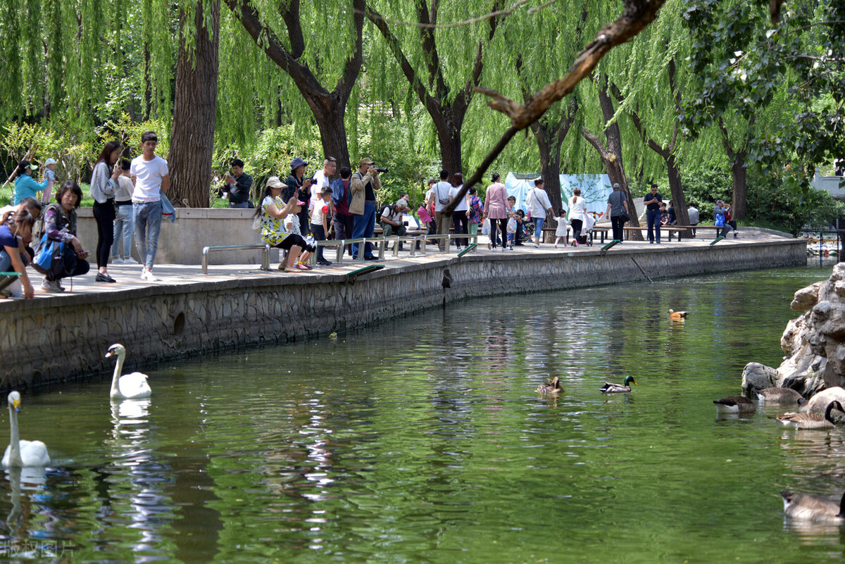 北京動物園的編外居民，不請自來的神秘鳥類：夜鷺