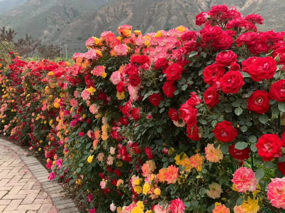 開花 英語怎麼説 真的不是 Open Flower 英語聽力課堂 Mdeditor 開花 英語怎麼説 真的不是 Open Flower 英語聽力課堂 Mdeditor