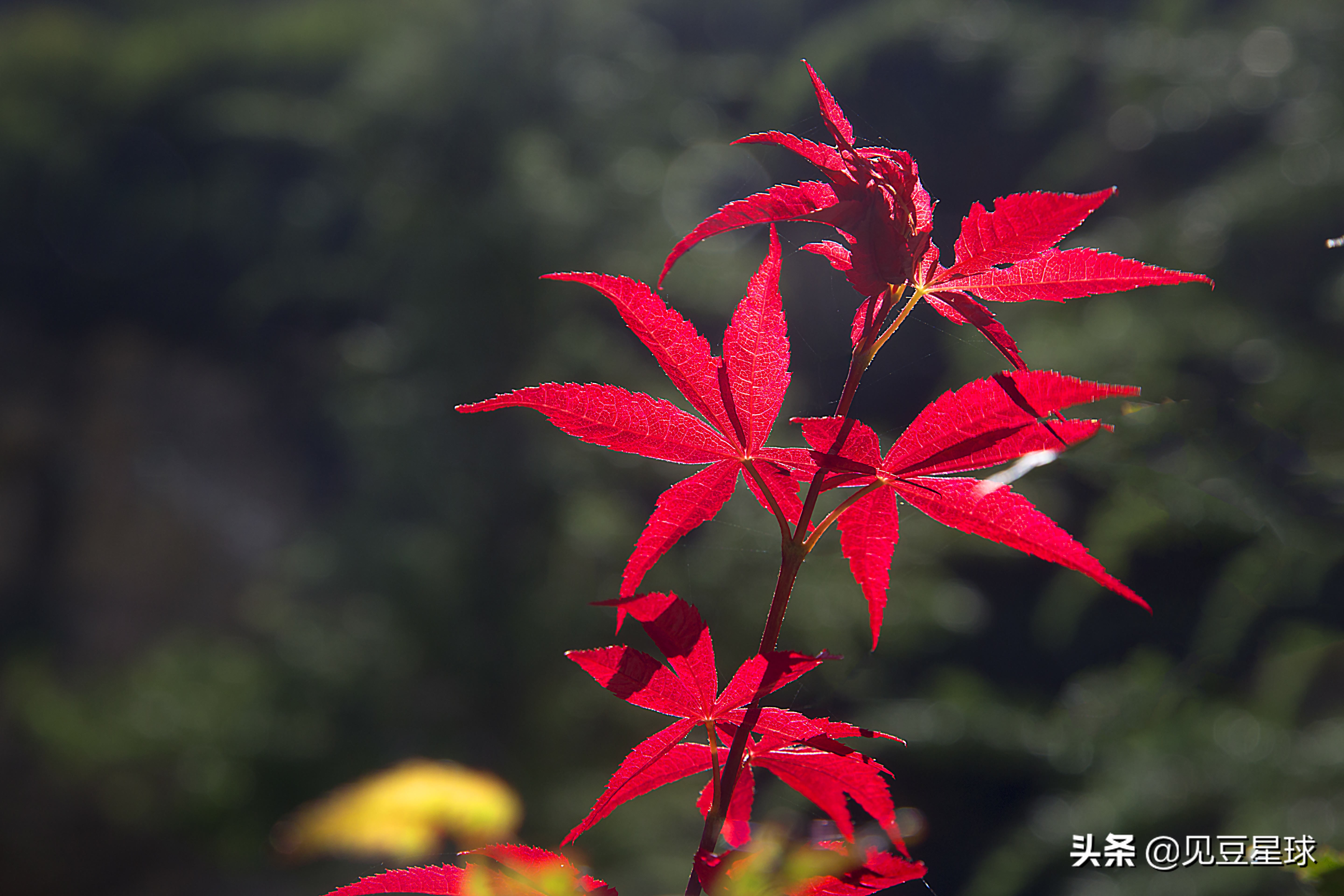 北京最全賞紅葉地點，你還知道哪里？