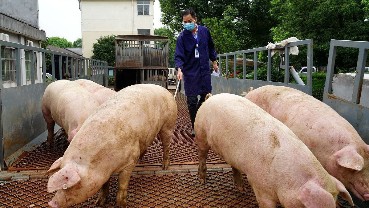 豬價大跌62%，養豬虧損超600元，2個壞消息，豬價“破7入6”