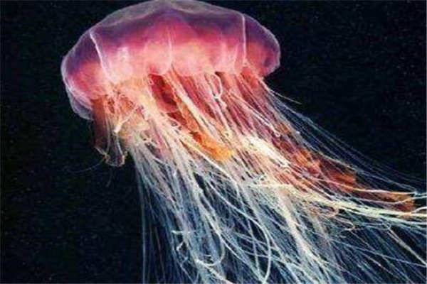 十大剧毒水母（全球10大剧毒水母僧帽水母和方水母上榜）
