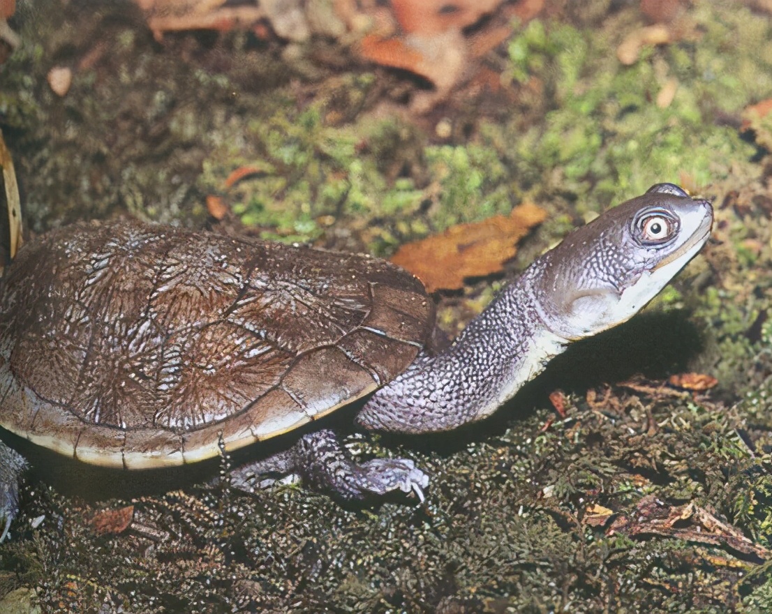 龟类图集_淡水两栖_西南渔业网 水花鱼 水产养殖专业