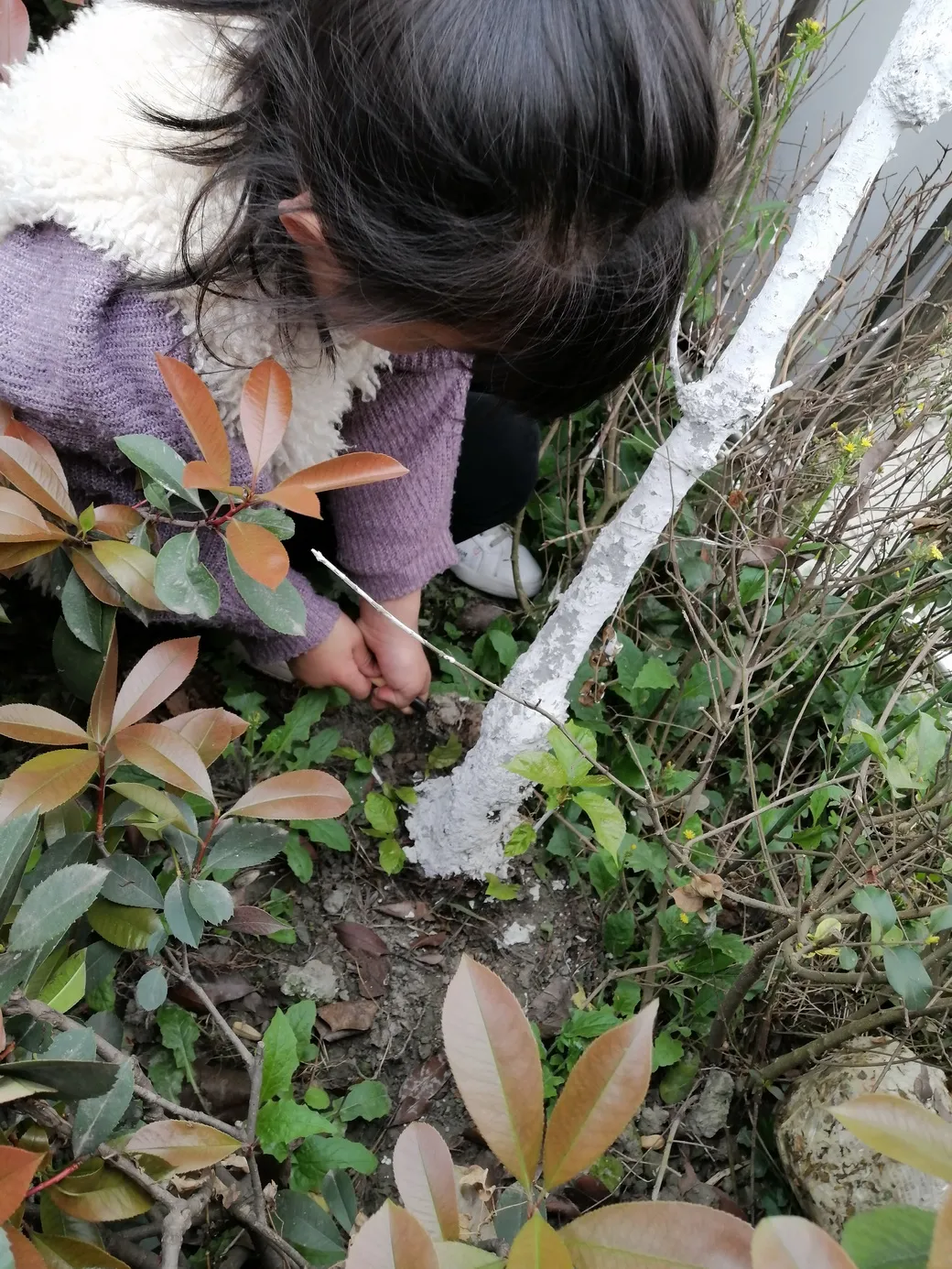 天府新区华阳幼儿园西区开展“幼儿园里的樱桃树”主题活动