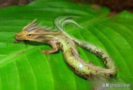 解读现代坠龙事件，真龙究竟是虚幻还是真有其事?