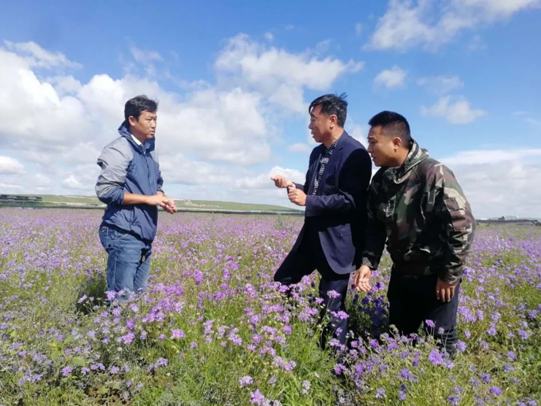 「只争朝夕 决战决胜脱贫攻坚」蒙医药标准化种植基地：让贫困户足不出户挣到钱