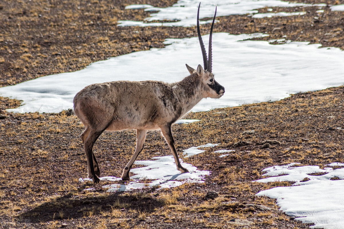 Doesn't electric business platform sell this time how " faker " ? Netizen: Is man-made fur not sweet? 