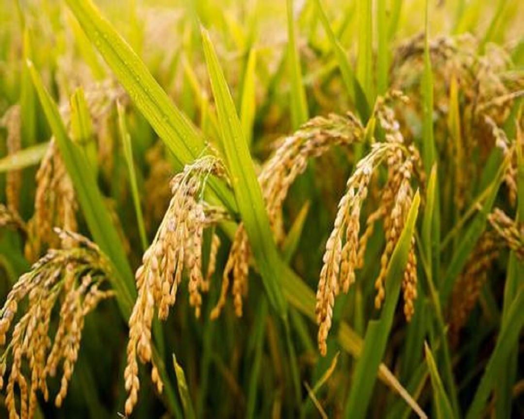 稻谷市场持续低迷 大米价格震荡回落