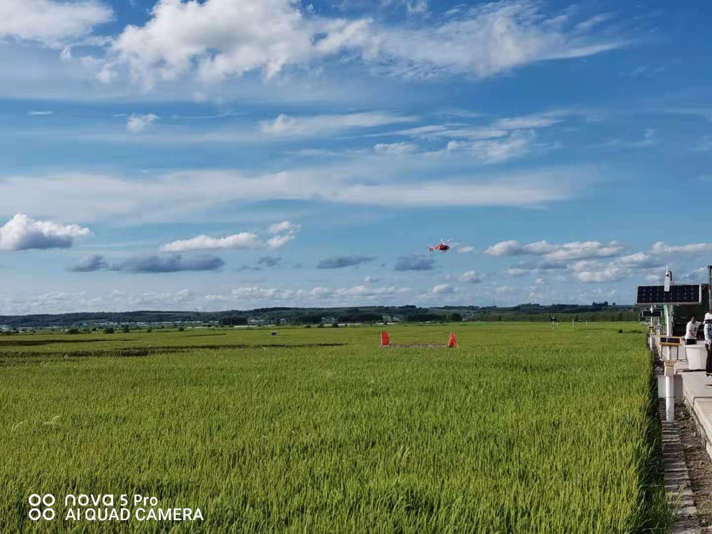 黑龙江海伦市：开展飞航植保作业 助力水稻丰产增收