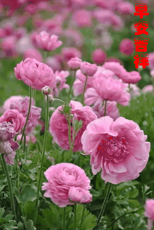 早上好动态图片带字和鲜花 早上好图片大全图片