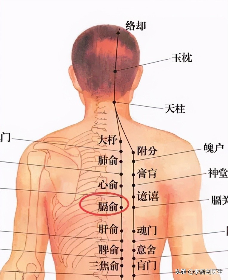 四花穴 之膈俞 资讯咖