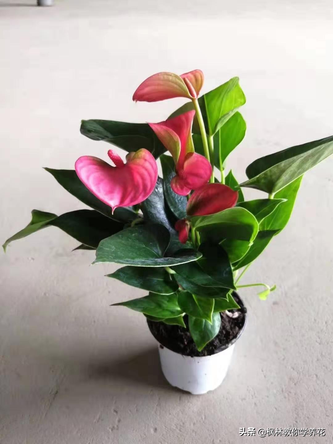 我对"年宵"花卉"红掌"和"粉掌"日常"养花"技术的大总结
