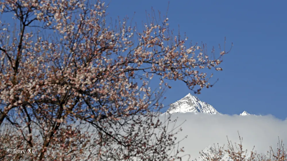 Jerry带团的野去林芝桃花节第四团凯旋，大片连连