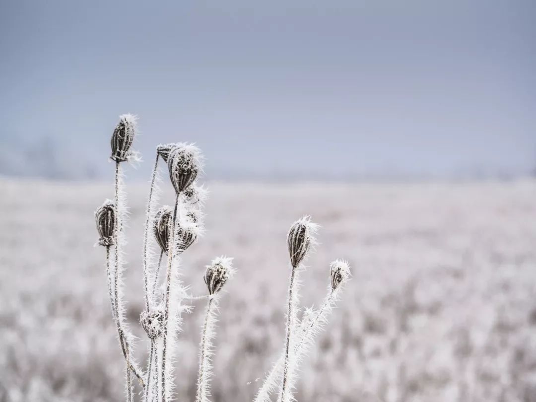 最美的雪在诗词里-第3张图片-非凡网