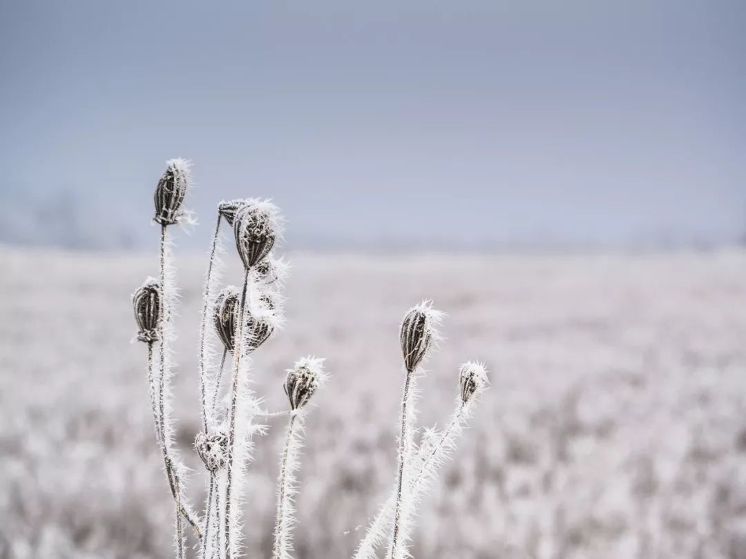 最美的雪在诗词里-第3张图片-诗句网