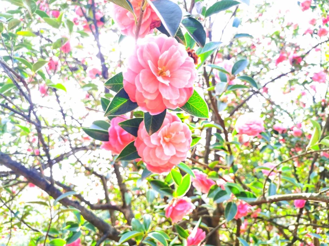 最美的花，开在唐诗宋词里，醉了整个春天-第10张图片-诗句网