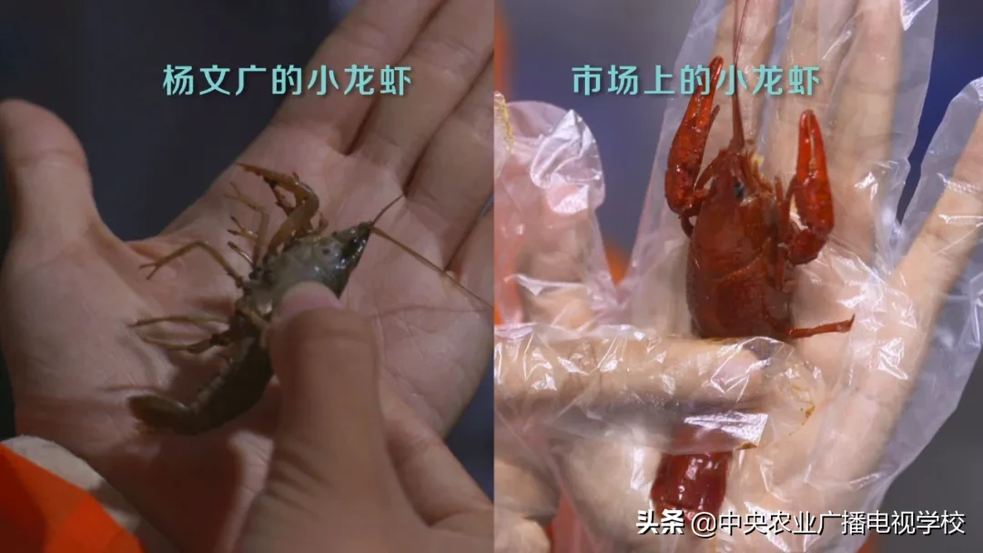 『田间示范秀』让小龙虾快快长大