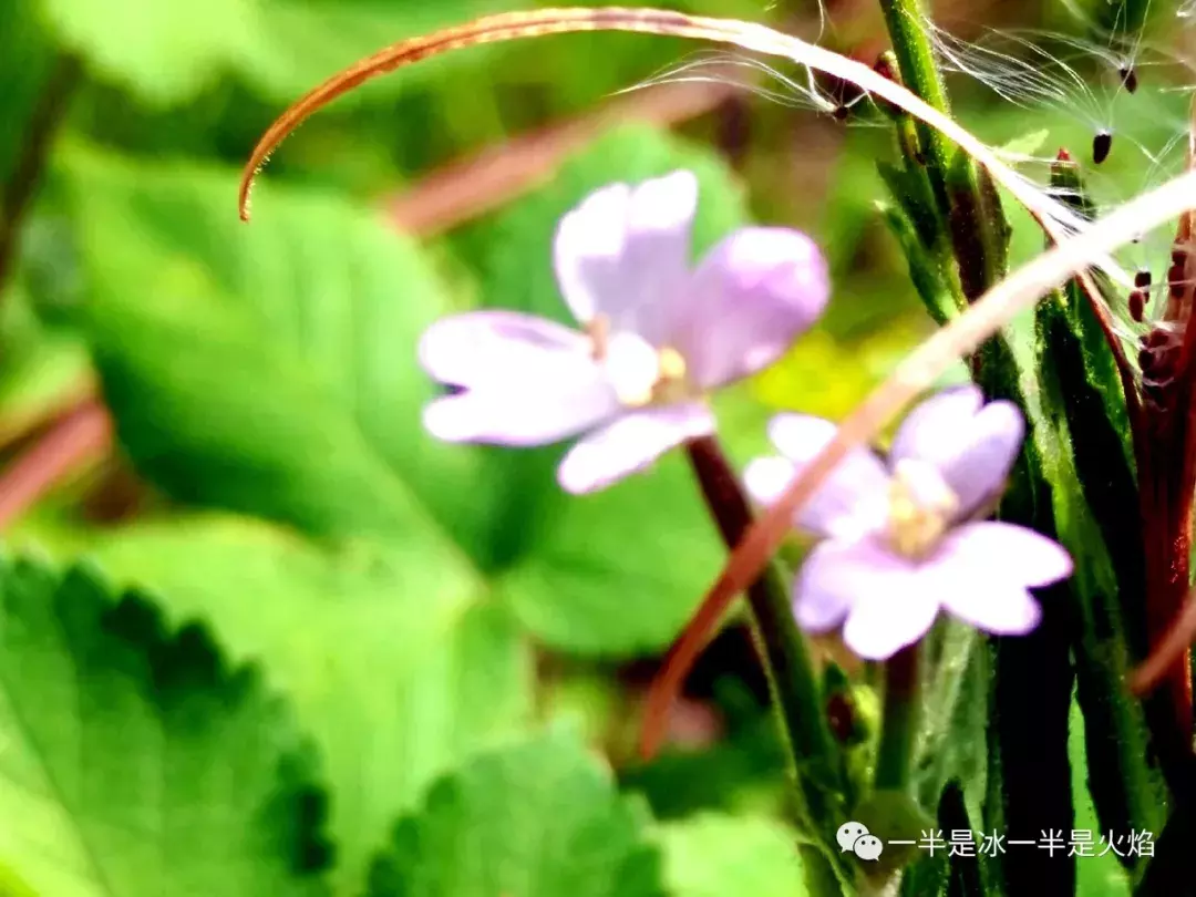 散文诗：秋天，每一个细节都让你怦然心动-第3张图片-诗句网