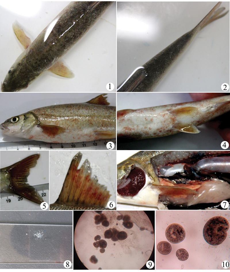 重口裂腹鱼——“雅鱼”感染小瓜虫的症状及防治