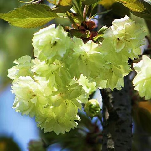 You had seen precious is rare cherry of rare the root-tuber of aromatic turmeric