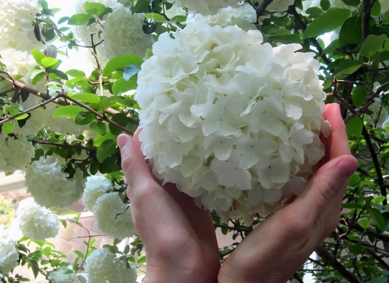 “煙花三月下揚州”中的“煙花”，原來和“玉樹后庭花”是一種花