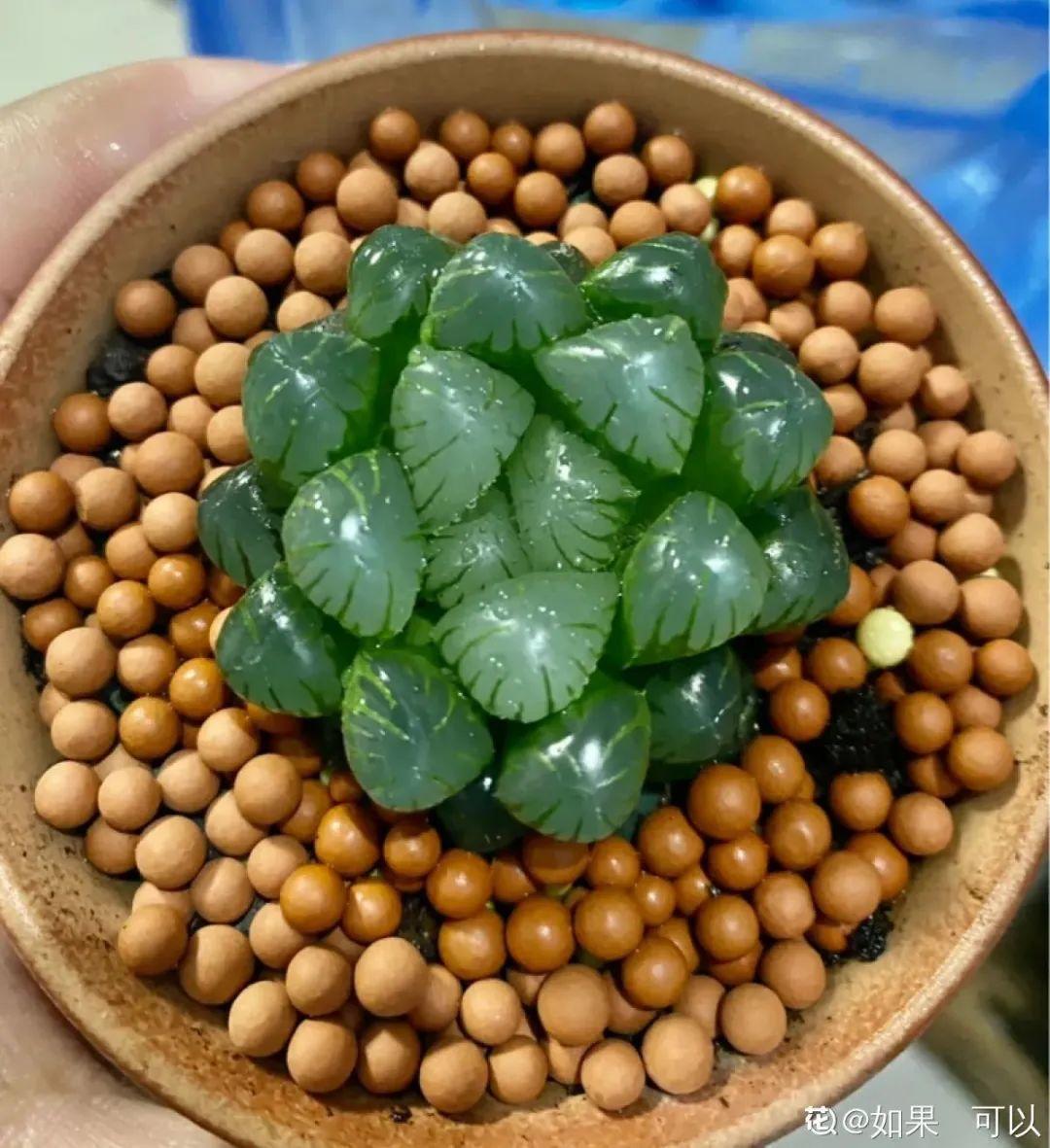 春天不能晒的花，越晒越丑，放阴凉地儿，反倒