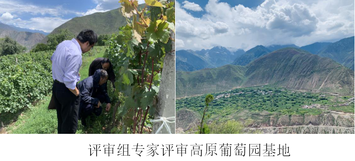 云南香格里拉高原葡萄酒通过生态原产地产品保护现场评审