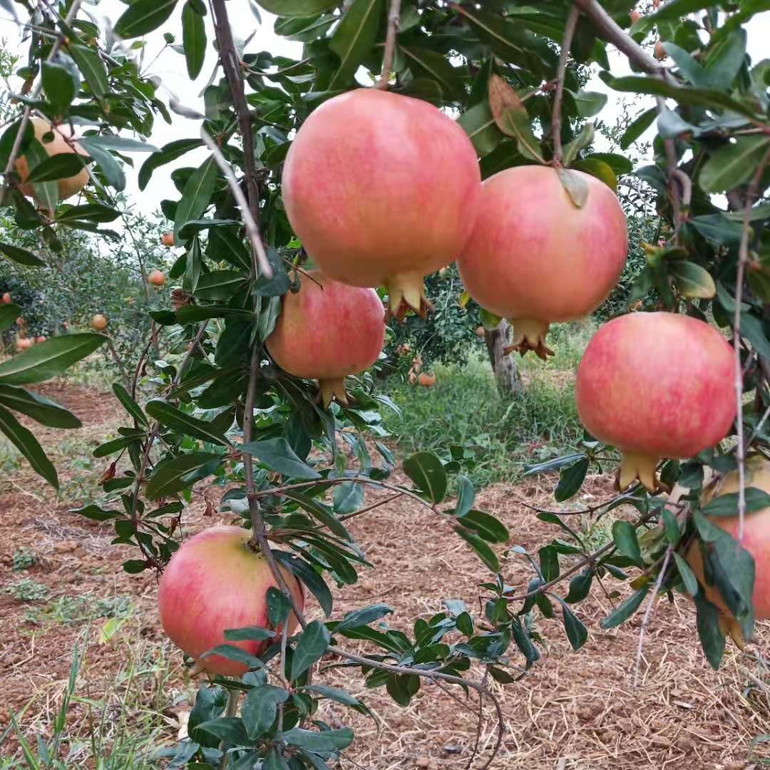 �׽����������Ļ����ν����湥�ԡ��ʺ�����