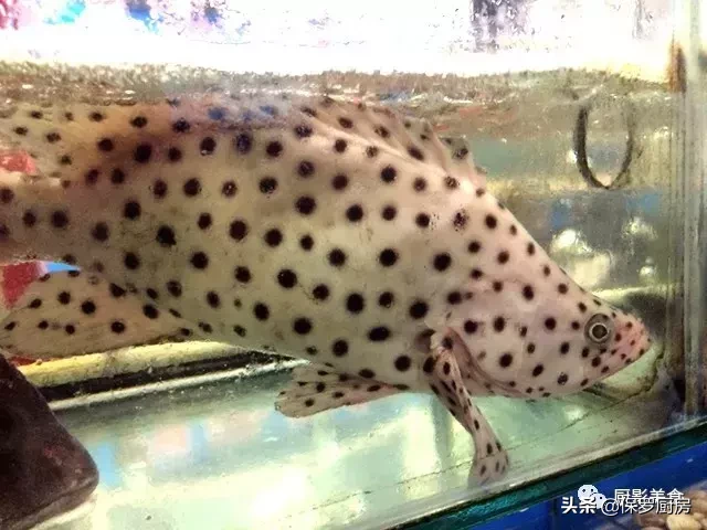 史上最全的顶级“海鱼”海鲜大全,全吃过的你人生就到达了巅峰!