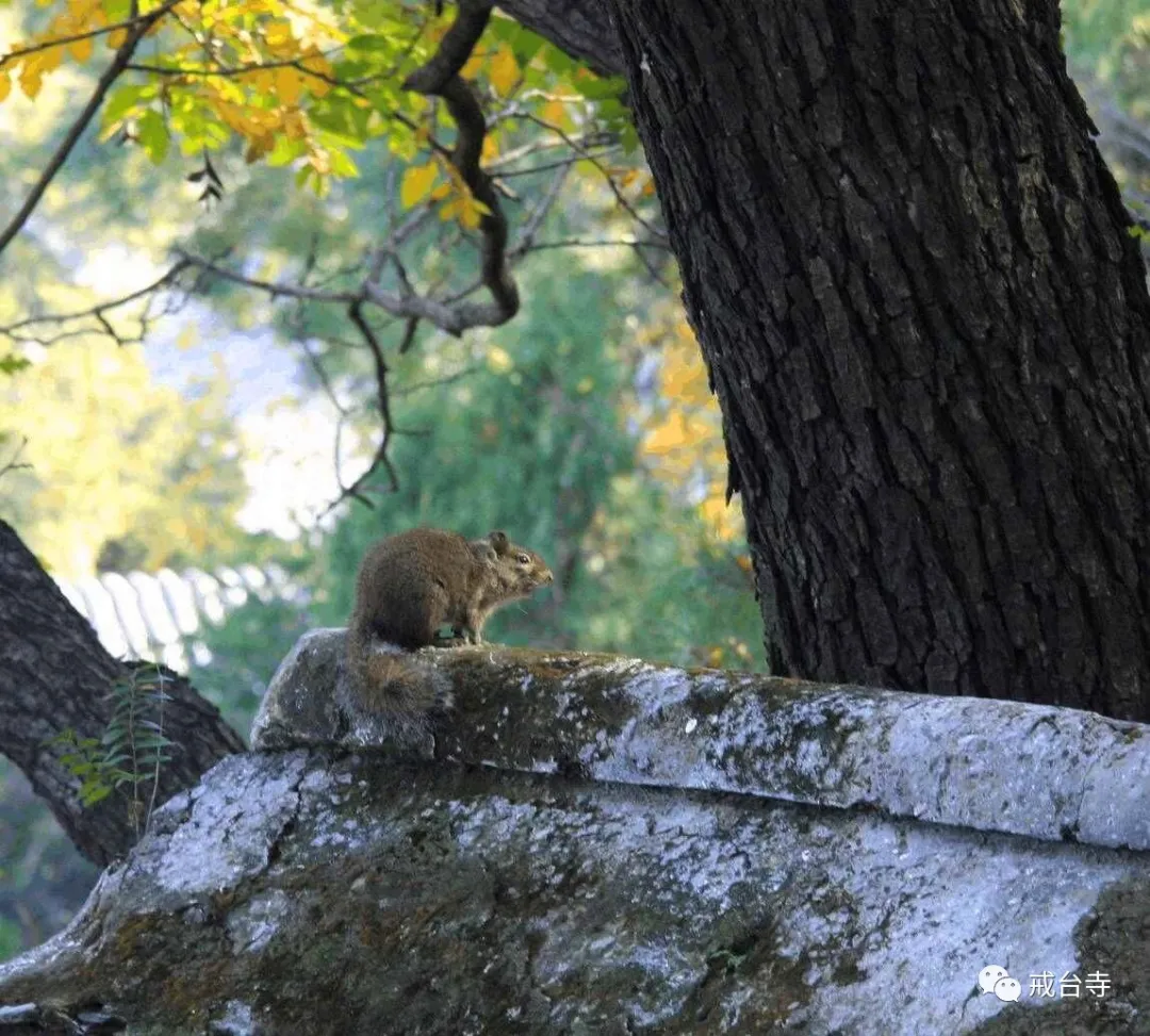 来戒台寺寻觅“暑”于你的夏日清凉