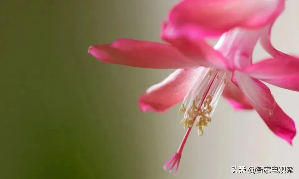 方太逆风上行开辟新航道,新品类新品牌玩出新花