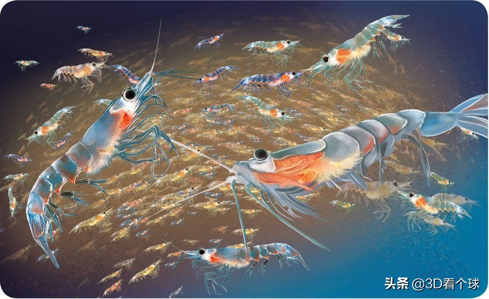 南極磷蝦遭到各國捕撈，堪稱“海上金礦”，但生態(tài)問題不容小覷