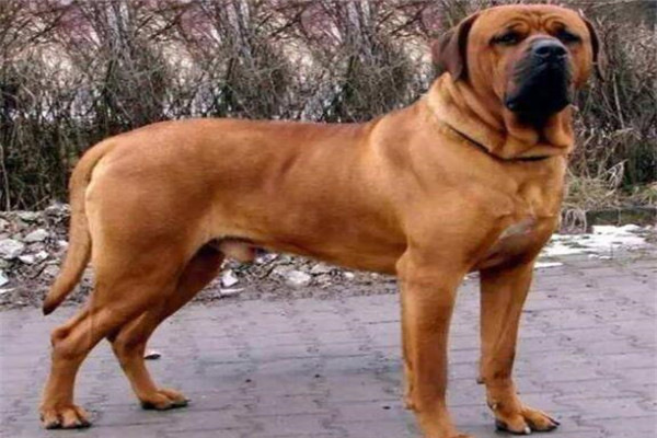 世界十大猛犬排名（全球10大公认的猛犬）