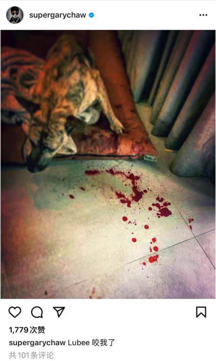 知名歌手曹格被自家狗咬伤，地板上全是血渍，爱犬腿部残疾脾气差