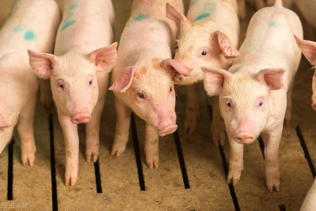 生豬價格高、低差如此之大，養殖行業不穩定，說明了什么？
