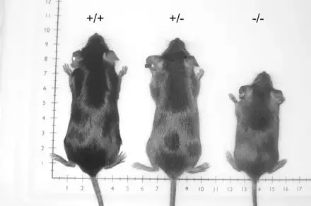 深度报告：蛋白质、渔业生物技术，对水产养殖有何影响？