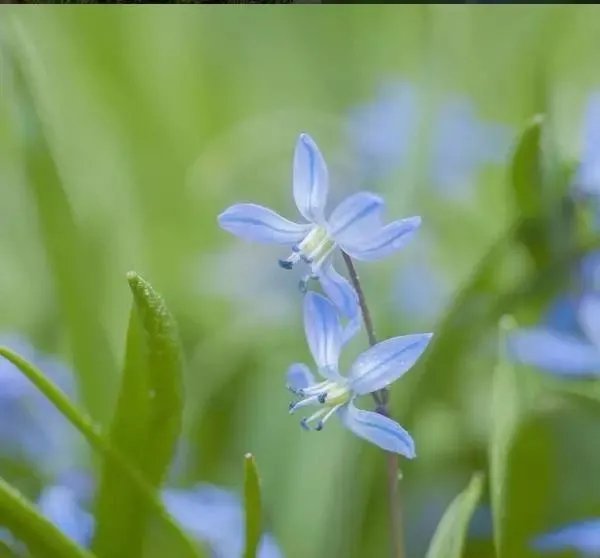 160種· 奇花異草,絕對有你沒見過的! 「下部分」