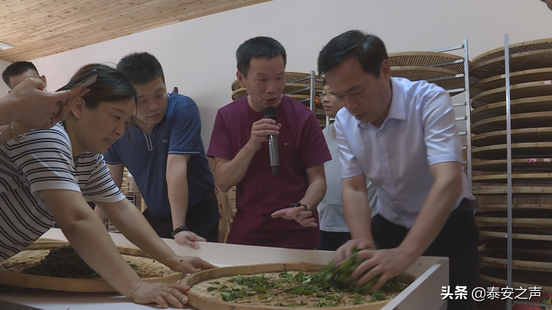 研习技艺 提升品质丨“泰山红茶”工艺研修班福建福安举办