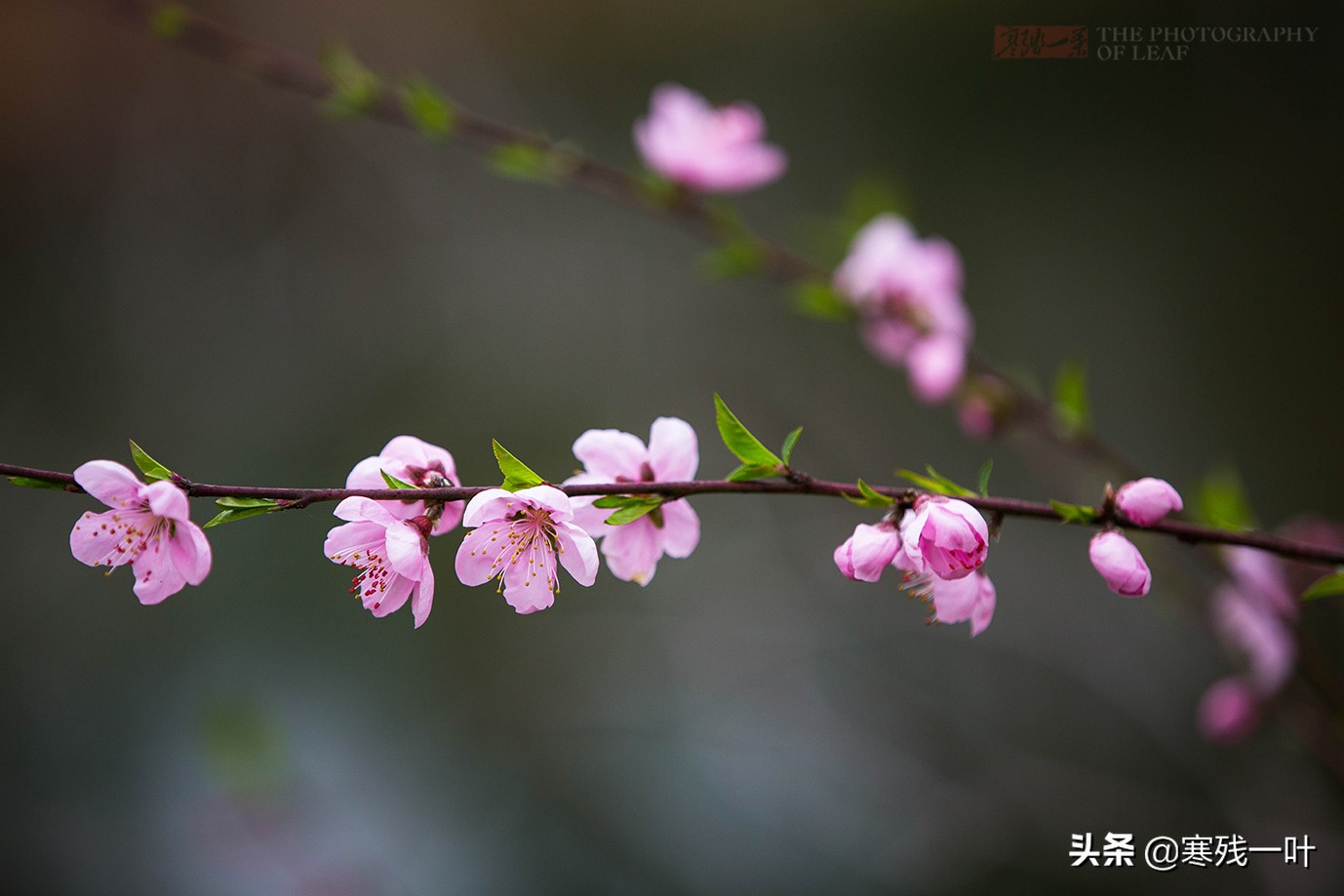 杭州最佳賞桃花的地方 個品種五千棵桃樹 就在市區趕緊收藏 寒殘一葉 Mdeditor