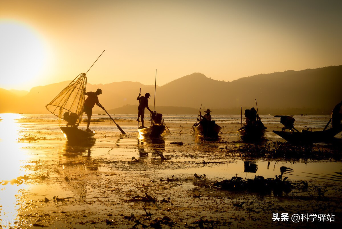 青島海星泛濫成災(zāi) 真能靠吃來解決？專家：危害遠(yuǎn)超你想象