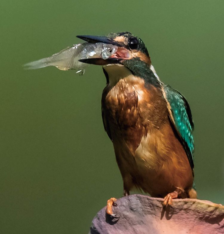 翠鳥捕魚，舌尖上的美食