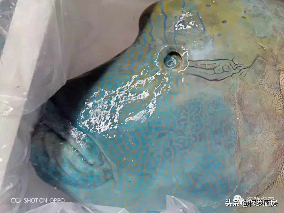 海鱼的种类图片 海鱼全部种类大全 徐三seo 海鱼的种类图片 海鱼全部种类大全 徐三seo