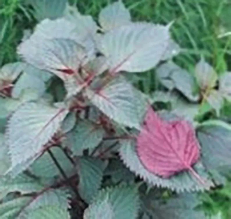 你以為紫蘇只食葉嗎 盆栽紫蘇不同的生長階段可收穫4種類型 種在陽臺上 Mdeditor