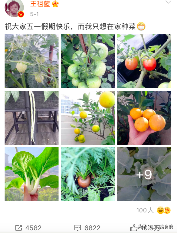 王祖藍曬自家菜園，吸引10萬網友點贊，網友：嚮往的生活太美好了
