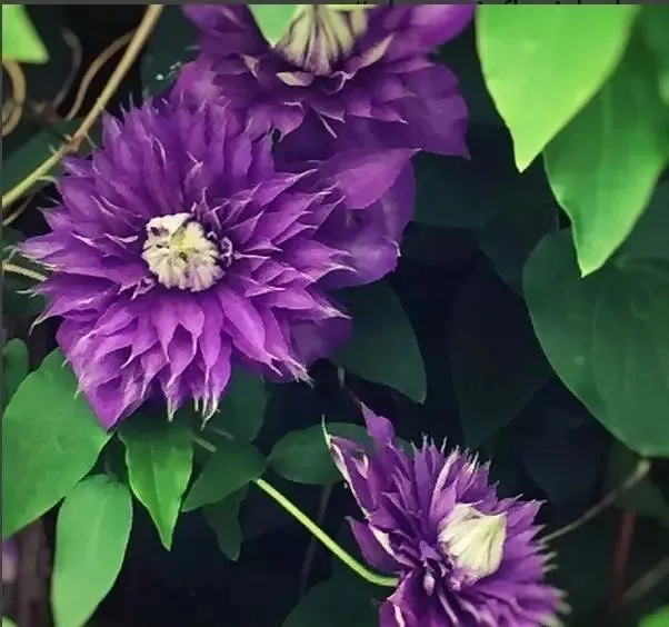 160種· 奇花異草,絕對有你沒見過的! 「下部分」