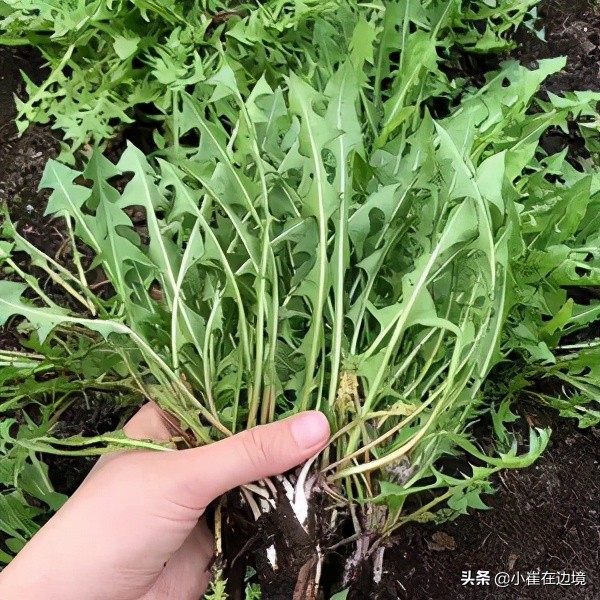 吃山野菜的季节了 小伙伴们赶快去品尝吧 小崔在边境 Mdeditor