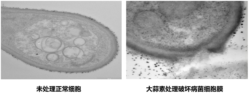 细菌性病害频发无好药？试试大蒜素，预防治疗兼备还具有附加功能