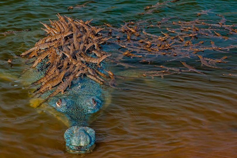 印度恒河鳄背100多只鳄鱼宝宝过河摄影师拍下罕见一幕