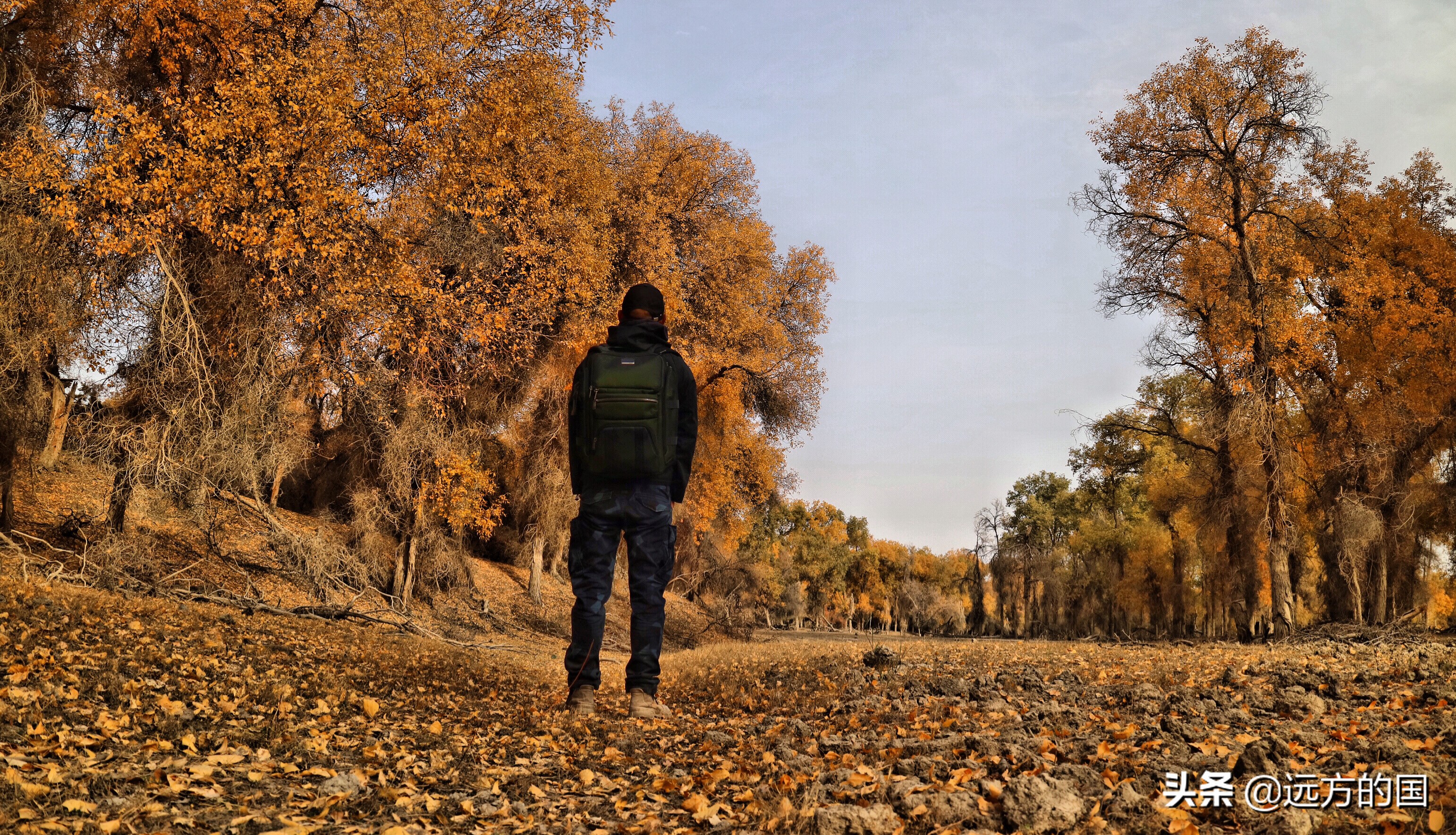 Chinese Populus euphratica looks to Xinjiang, which one is better?  ~ Populus euphratica forest in Tarim (1)