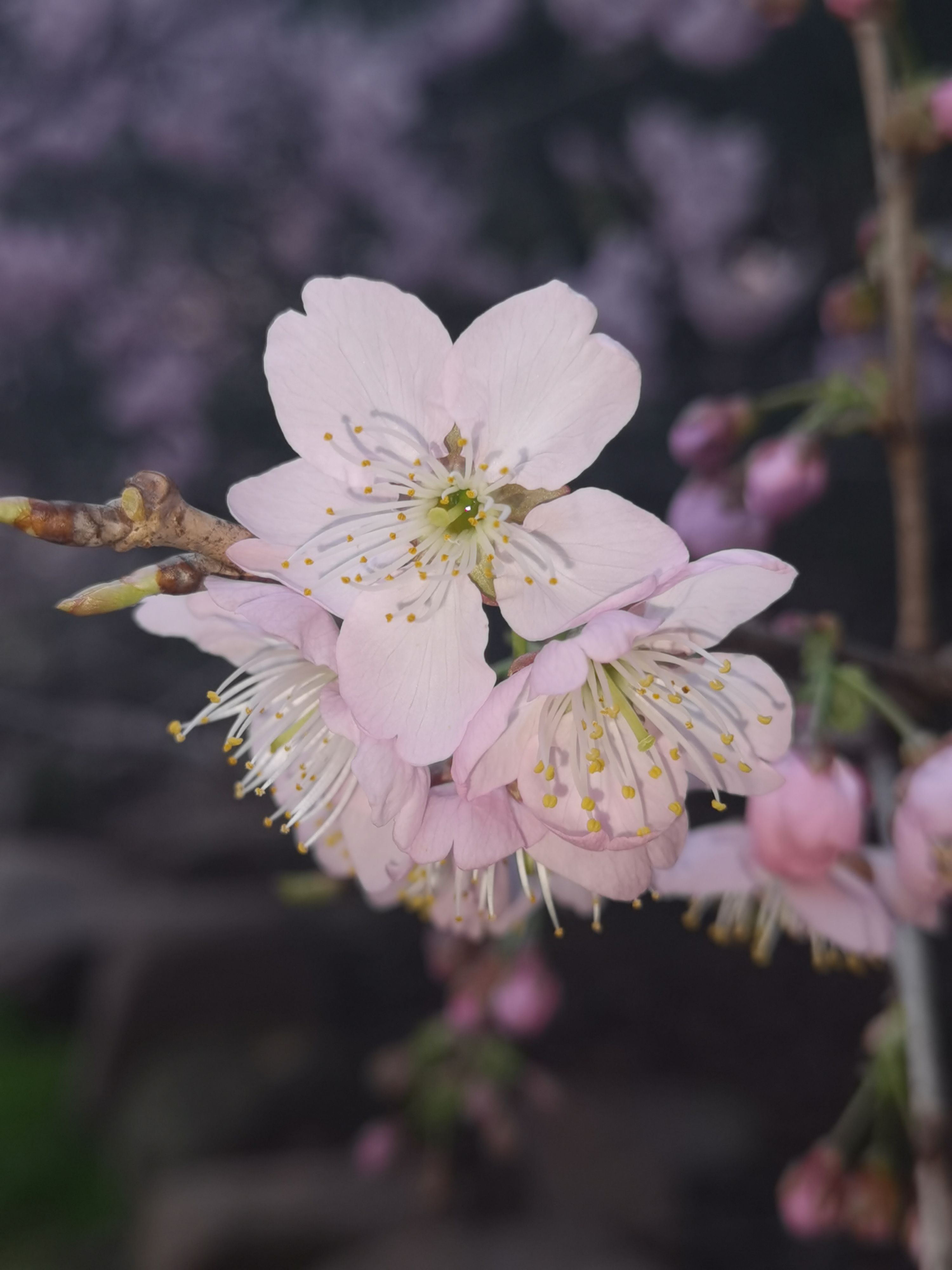 等不及了！全城的花花们带来春的讯息｜城市摄影队